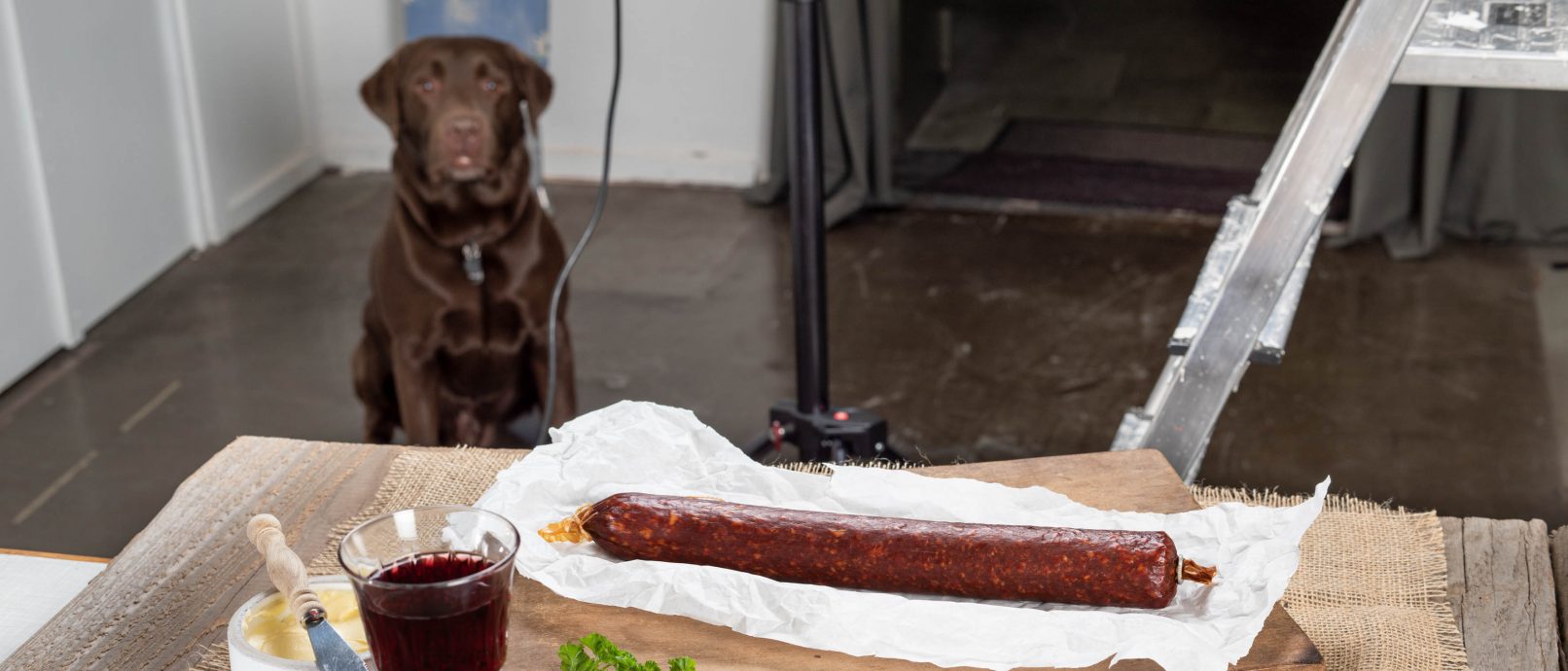 „Alarm! Hund im Studio“ ruthephoto